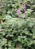 Desmodium incanum