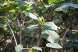 Dichaetantherea cordifolia