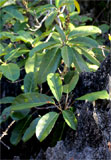 Diospyros sakalavarum