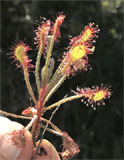 Drosera madagascariensis