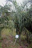 Dypsis basilonga