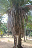 Dypsis fibrosa