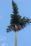 Dypsis mananjarensis