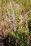 Erica hebeclada