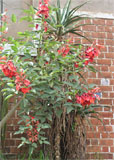 Erythrina crista-galli