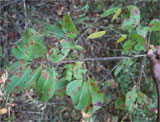 Erythroxylum platyclados