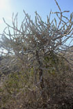 Euphorbia alluaudii subs oncoclada
