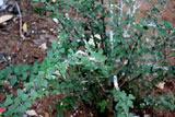 Euphorbia bevilanensis