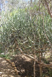 Euphorbia cedrorum