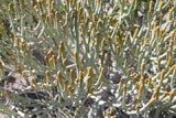 Euphorbia fiherenensis