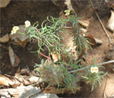 Euphorbia genoudiana