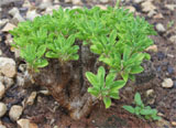 Euphorbia guillaumininana
