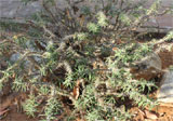 Euphorbia kondoi
