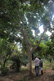 Ficus cocculifolia