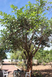 Ficus tiliifolia