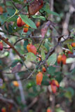 Halleria ligustrifolia