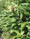 Hedychium coronarium