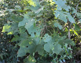 Hibiscus palmatifidus