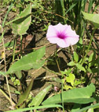 Ipomoea fistulosa