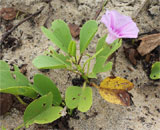 Ipomoea pes- caprae