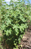 Jatropha curcas