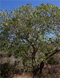 Jatropha mahafalensis