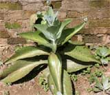 Kalanchoe daigremontiana