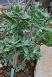 Kalanchoe dinklagei