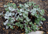 Kalanchoe eriophylla