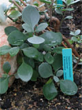 Kalanchoe hildebrandtii