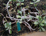 Kalanchoe integrifolia