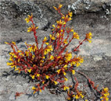 Kalanchoe jongmansii