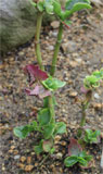 Kalanchoe laxiflora