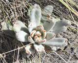 Kalanchoe tomentosa