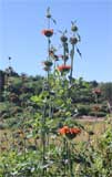 Leonotis leonurus