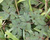 Mimosa pudica