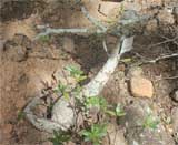 Pachypodium decaryi