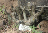 Pachypodium inopinatum
