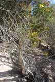 Pachypodium rosulatum subspecies rosulatum