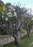 Pachypodium rutenbergianum