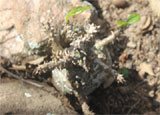 Pachypodium windsorii