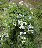 Paederia farinosa subspecies farinosa