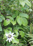 Passiflora spec.