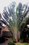 Ravenala madagascariensis