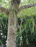 Rhipsalis baccifera