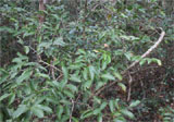 Rourea orientalis