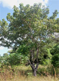 Sclerocarya birrea