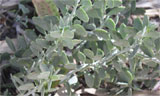 Senecio cedrorum