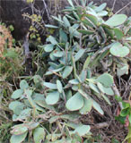 Senecio crassisimus