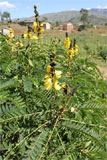 Senna didymobotrya